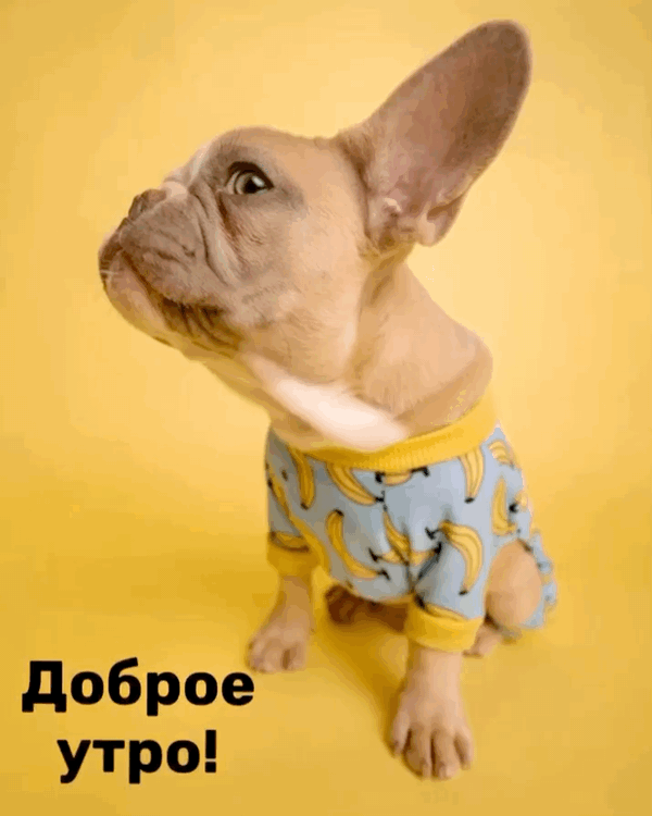 Доброе утро! С собачкой