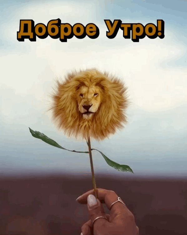 Доброе утро! С одуванчиком львом