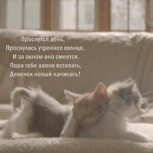 Доброе утро! От котиков