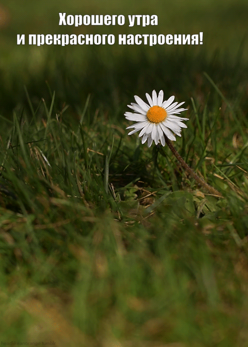 Хорошего утра и прекрасного настроения!