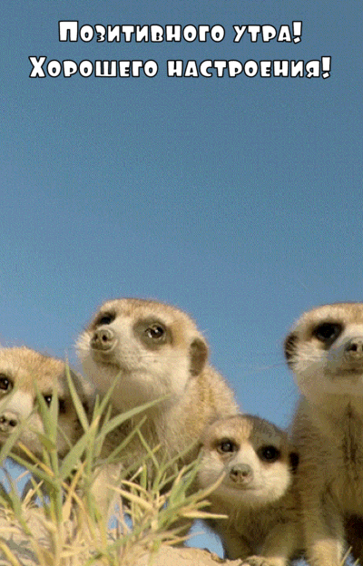 Позитивного утра! Хорошего настроения!