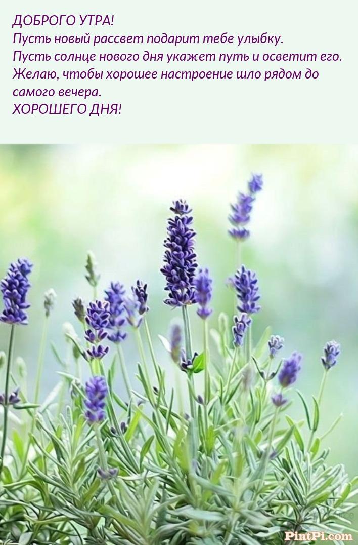 Доброго утра! Чтобы хорошее настроение шло рядом до самого вечера.