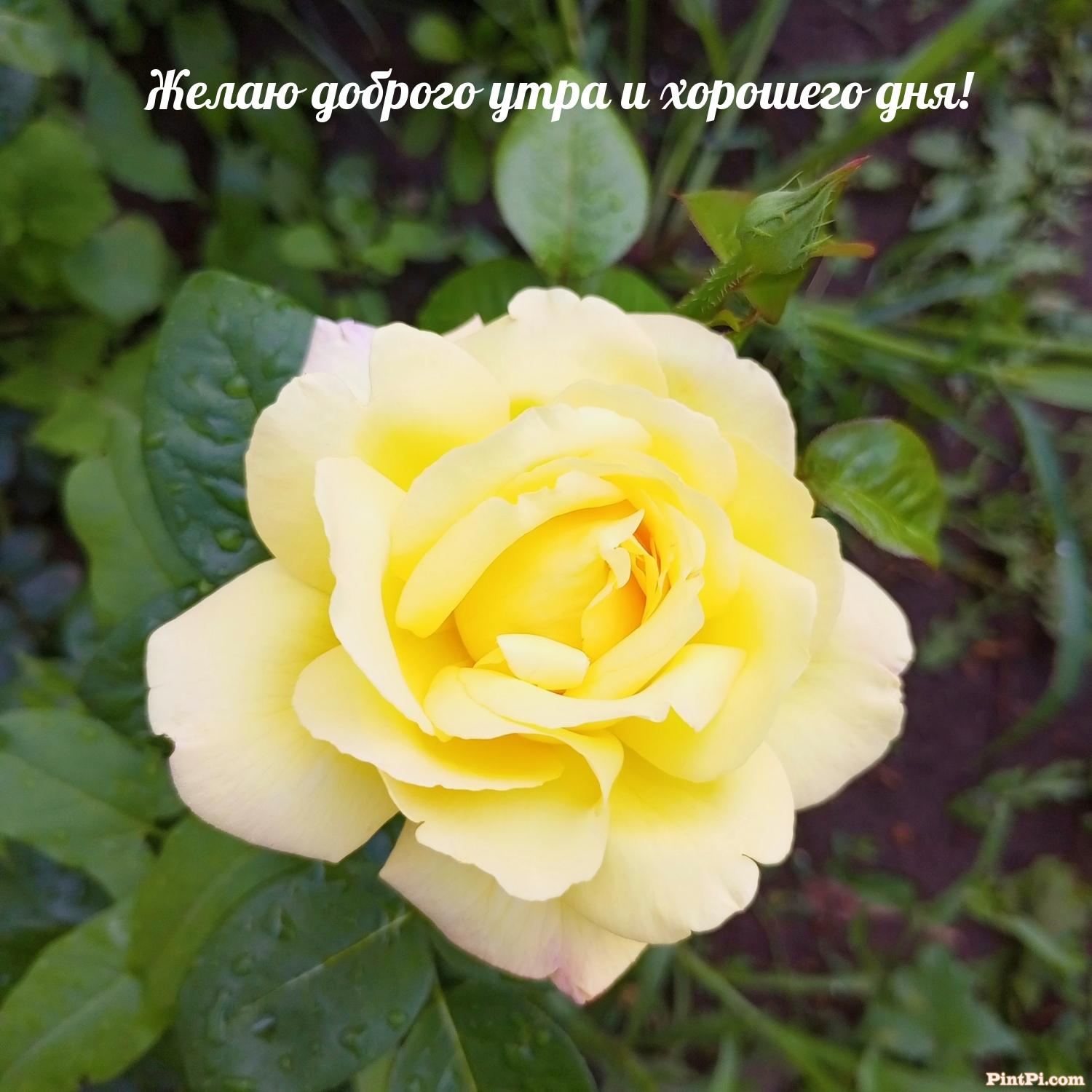 Желаю доброго утра и хорошего дня!