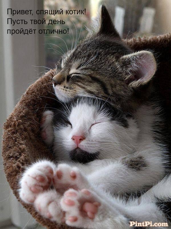 Привет, спящий котик! Пусть твой день пройдёт отлично!