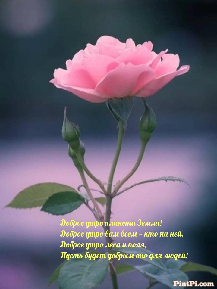 Доброе утро планета Земля!  Доброе утро вам всем — кто на ней. 