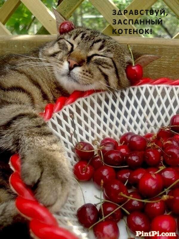 Здравствуй, заспанный котенок!