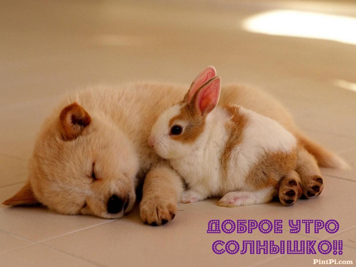 Доброе утро Солнышко!!