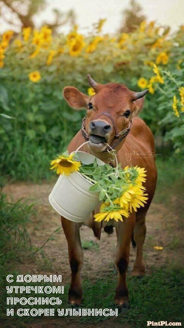 С Добрым Утречком! Проснись и скорее улыбнись!