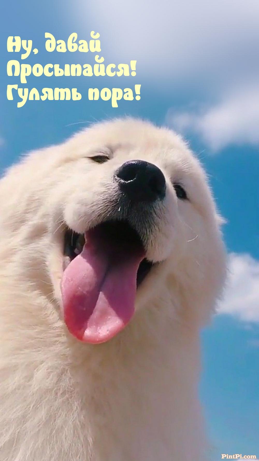 Ну, давай Просыпайся! Гулять пора!