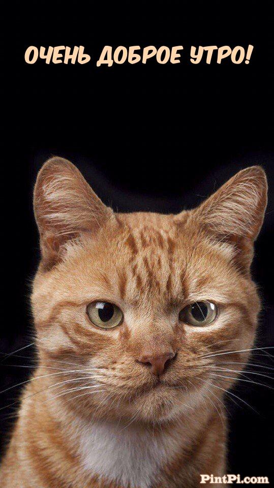 Очень доброе утро!