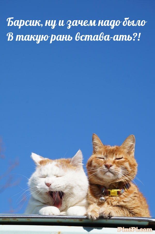 Барсик, ну и зачем надо было в такую рань встава-ать?!