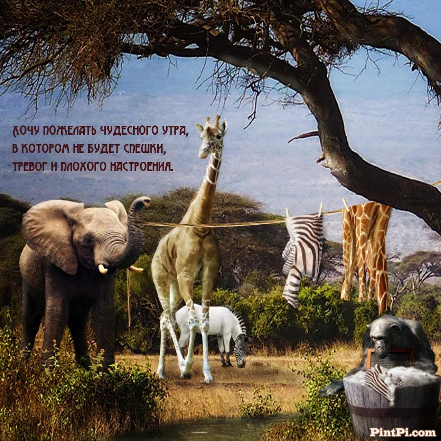 Хочу пожелать чудесного утра