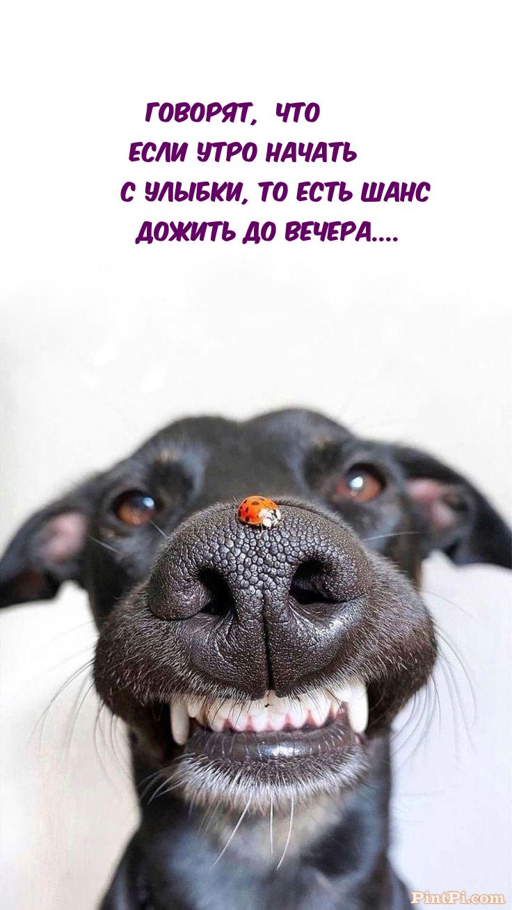 Если утро начать с улыбки, есть шанс дожить до вечера.... 