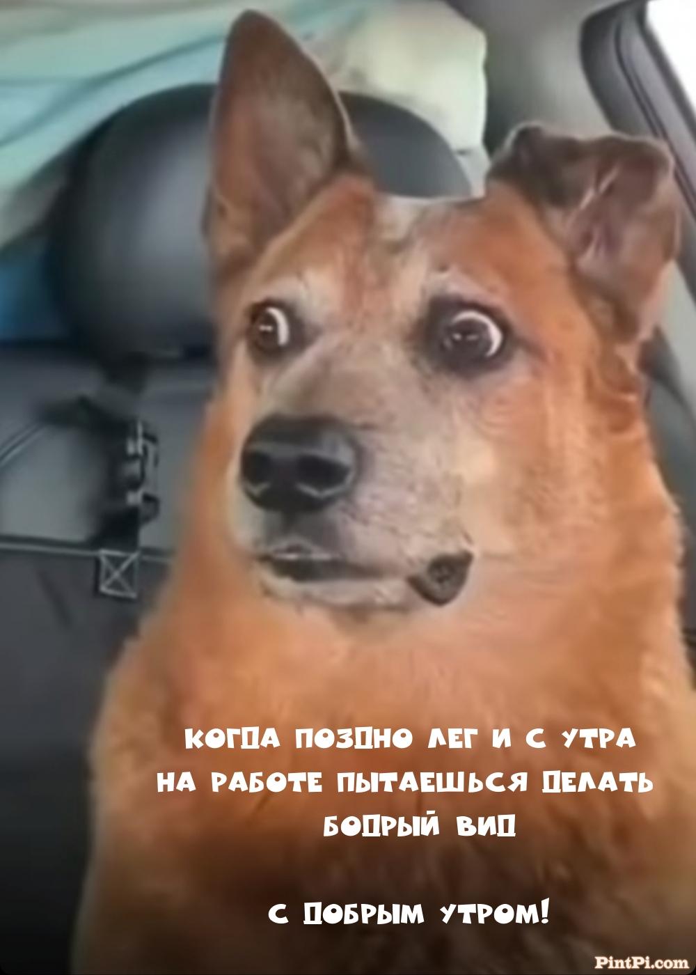 Когда поздно лег и с утра на работе пытаешься делать бодрый вид 
