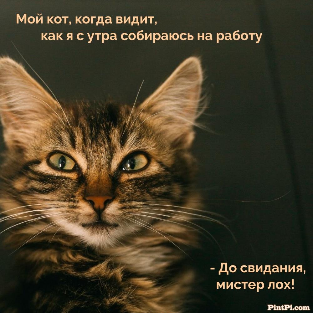 Мой кот, когда видит, как я с утра собираюсь на работу