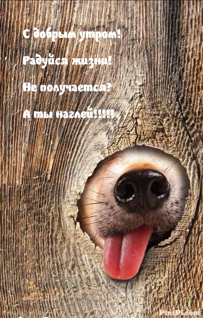 С добрым утром! Радуйся жизни!