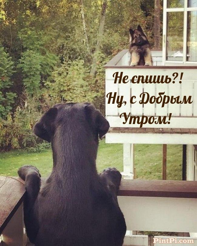 Не спишь?! Ну, с Добрым Утром!