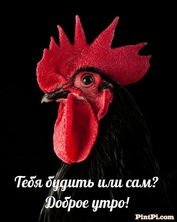 Тебя будить или сам? Доброе утро!