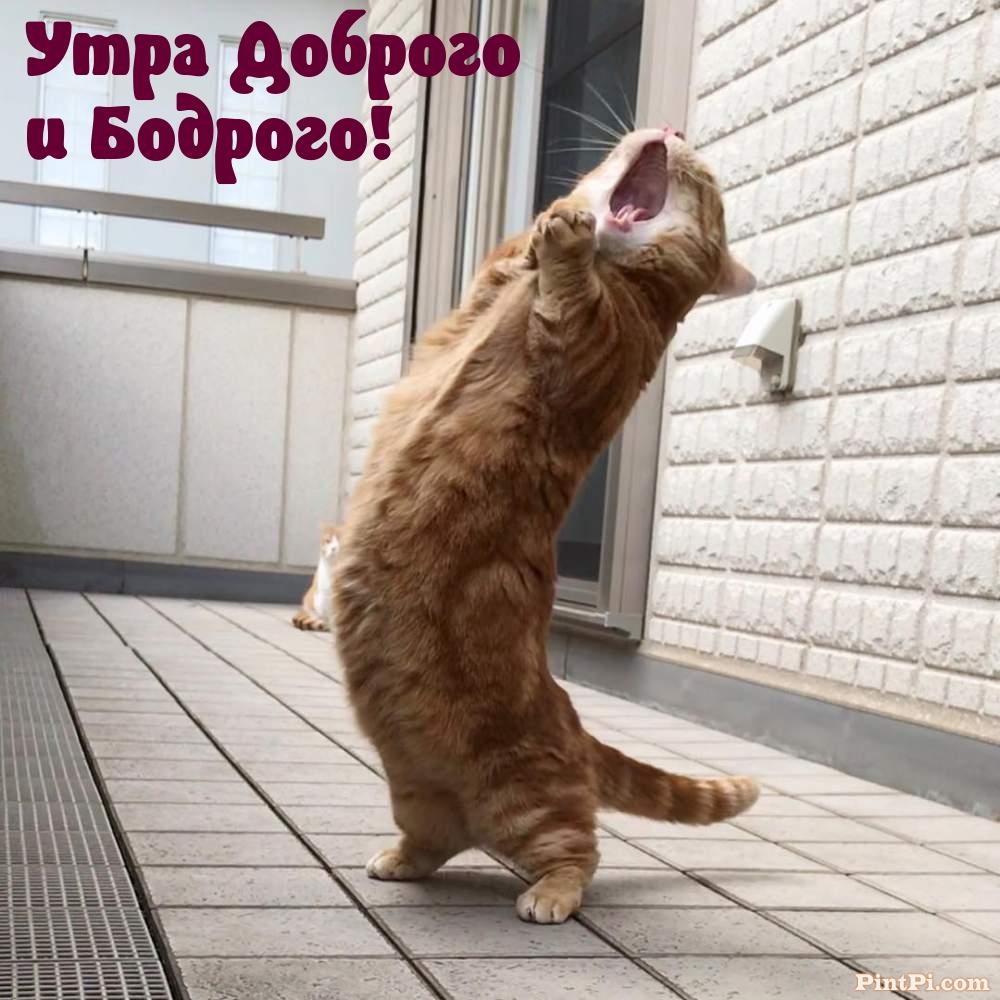 Утра Доброго и Бодрого!