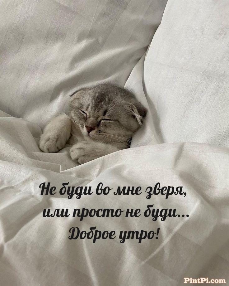 Не буди во мне зверя, или просто не буди... Доброе утро! 