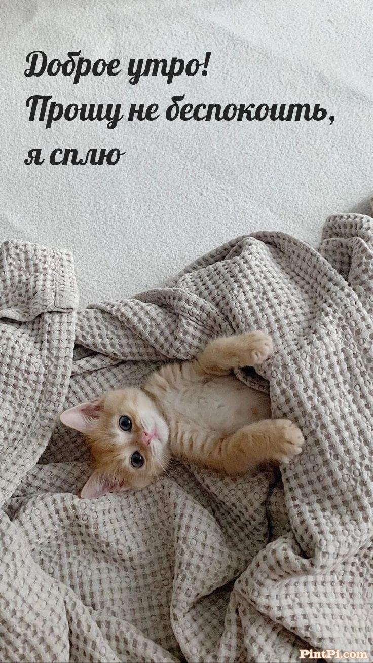 Доброе утро! Прошу не беспокоить, я сплю