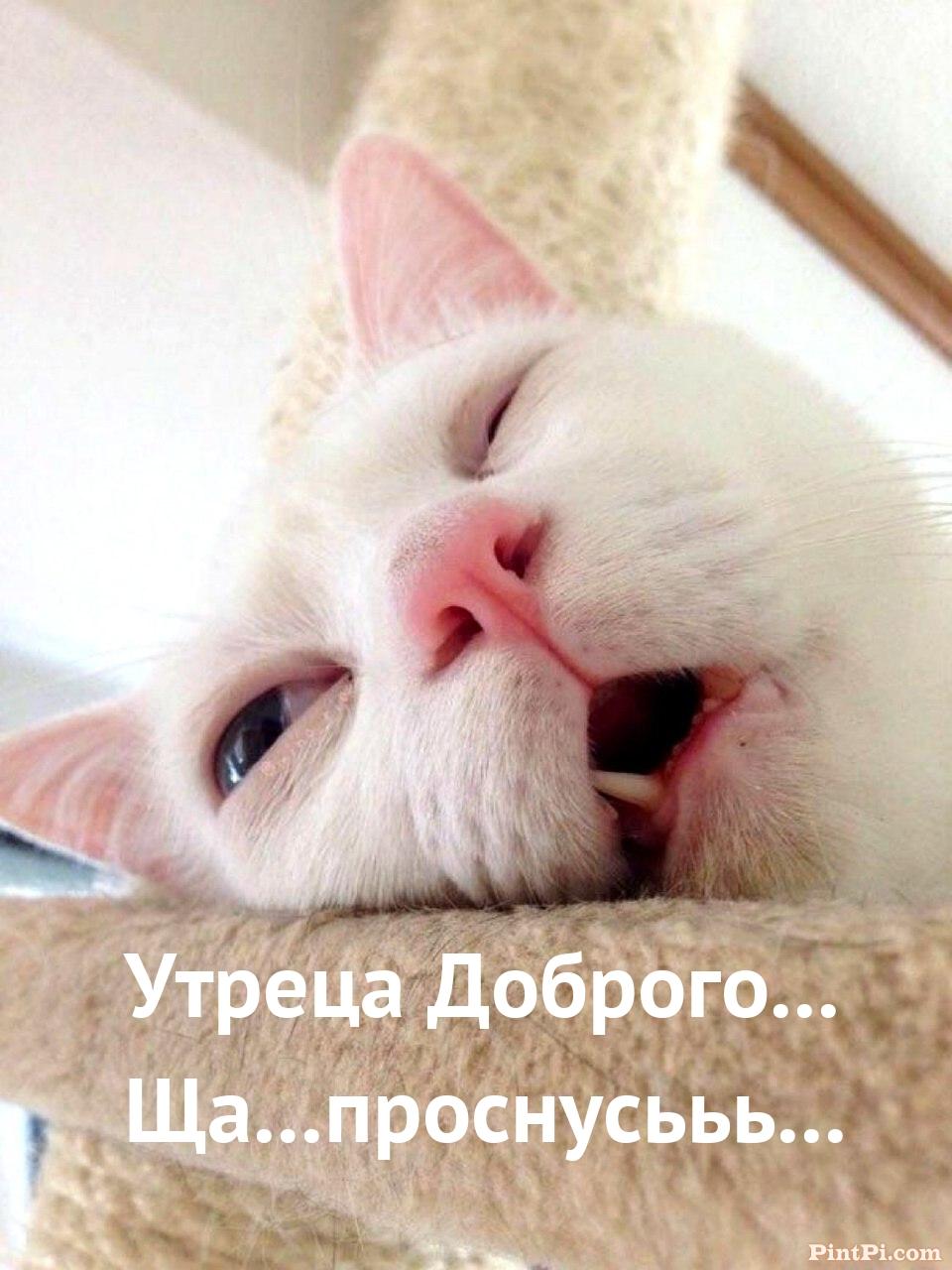 Утреца Доброго... Ща...проснусььь...