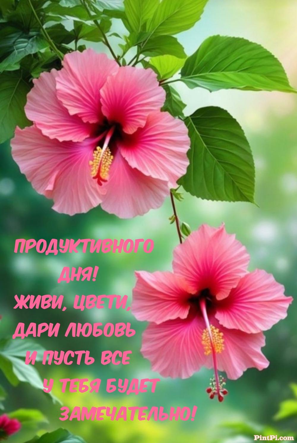 Продуктивного дня! Живи, цвети, дари любовь 