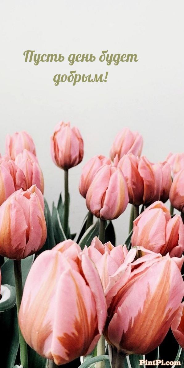 Пусть день будет добрым!