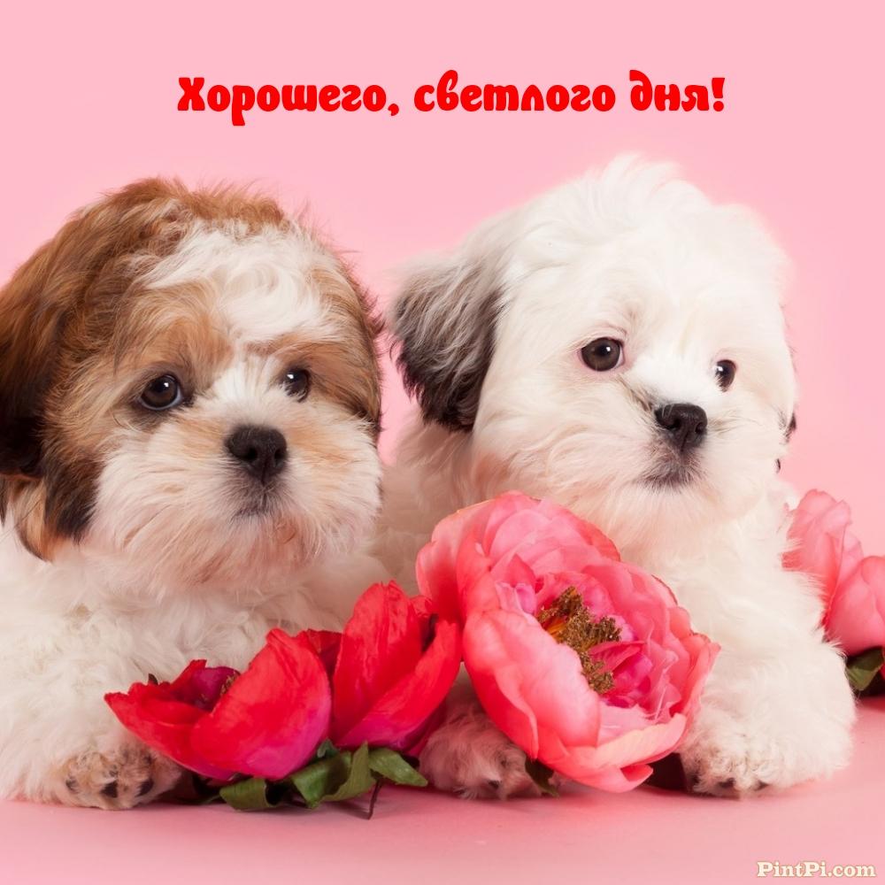 Хорошего, светлого дня!