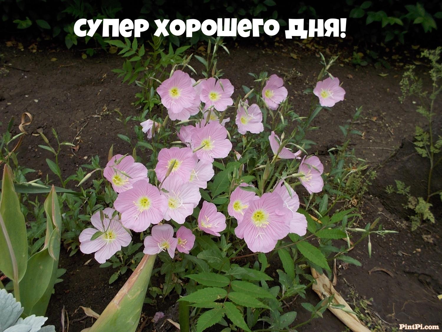 Супер хорошего дня!