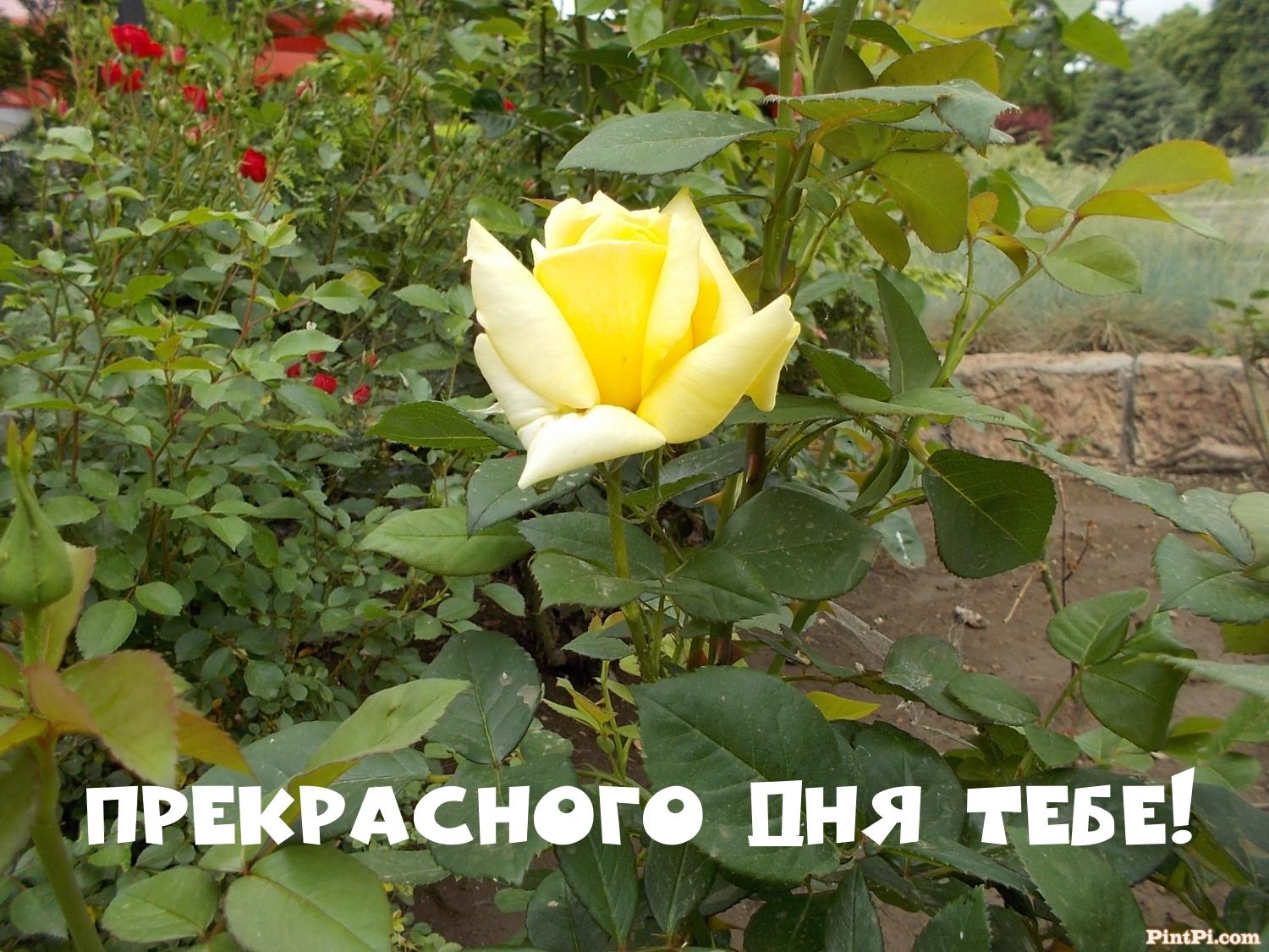 Прекрасного дня тебе!