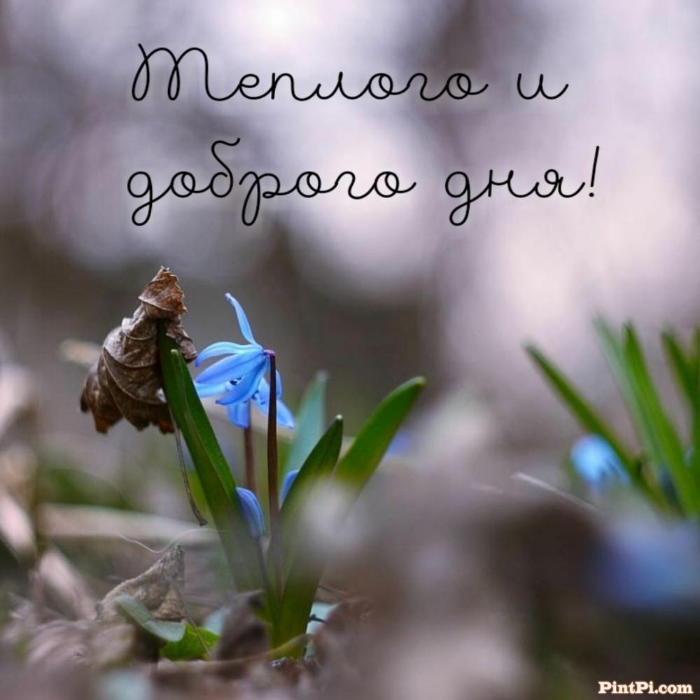 Теплого и доброго дня!