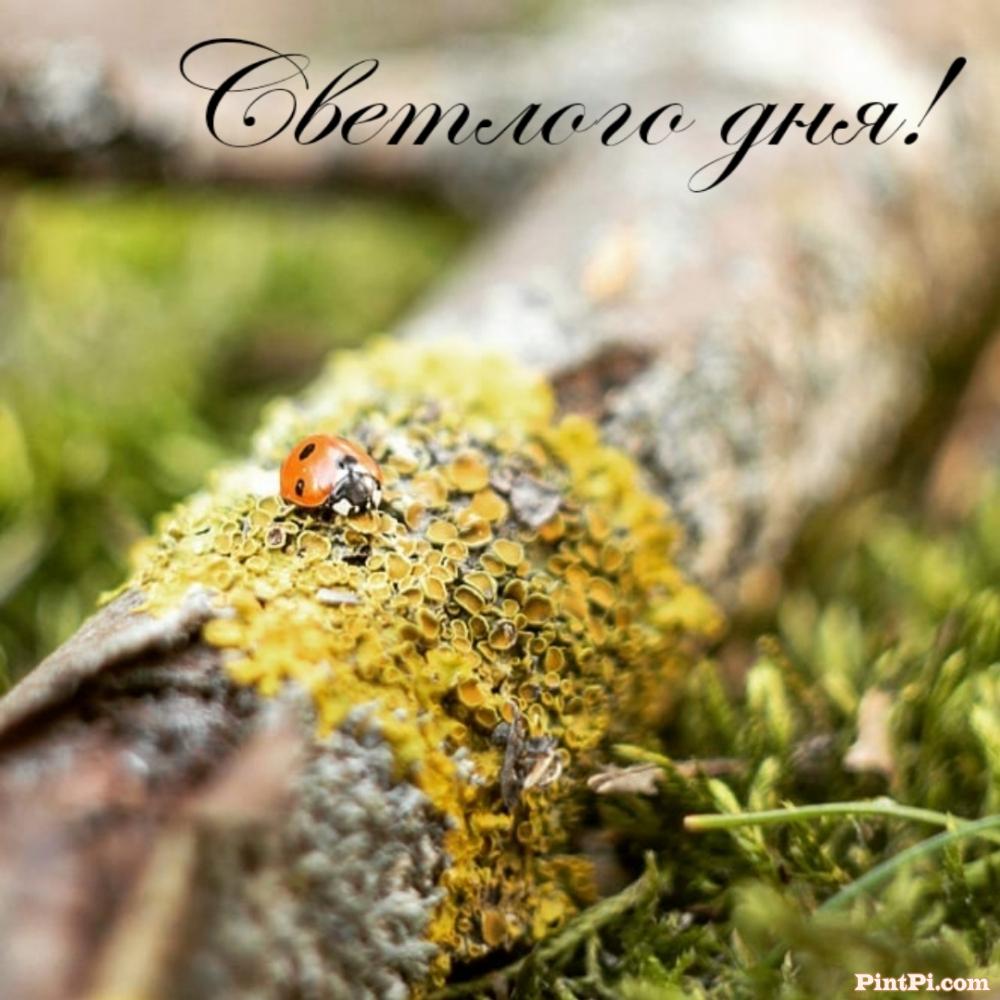 Светлого дня!