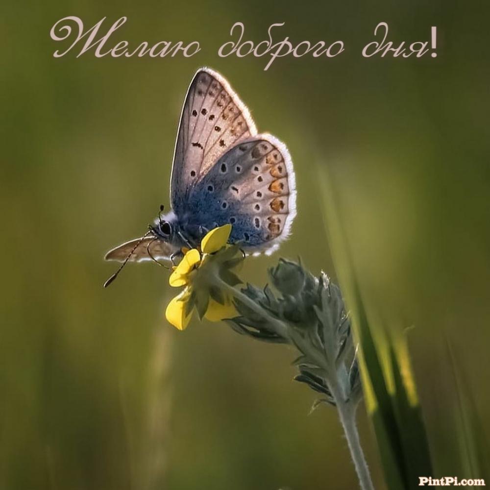 Желаю доброго дня!