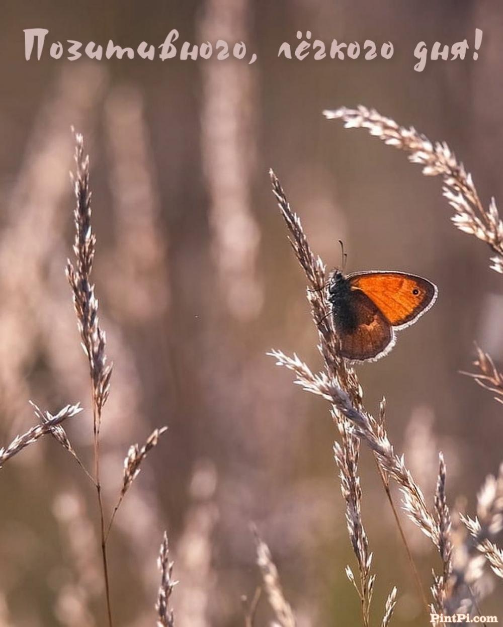 Позитивного, лёгкого дня!