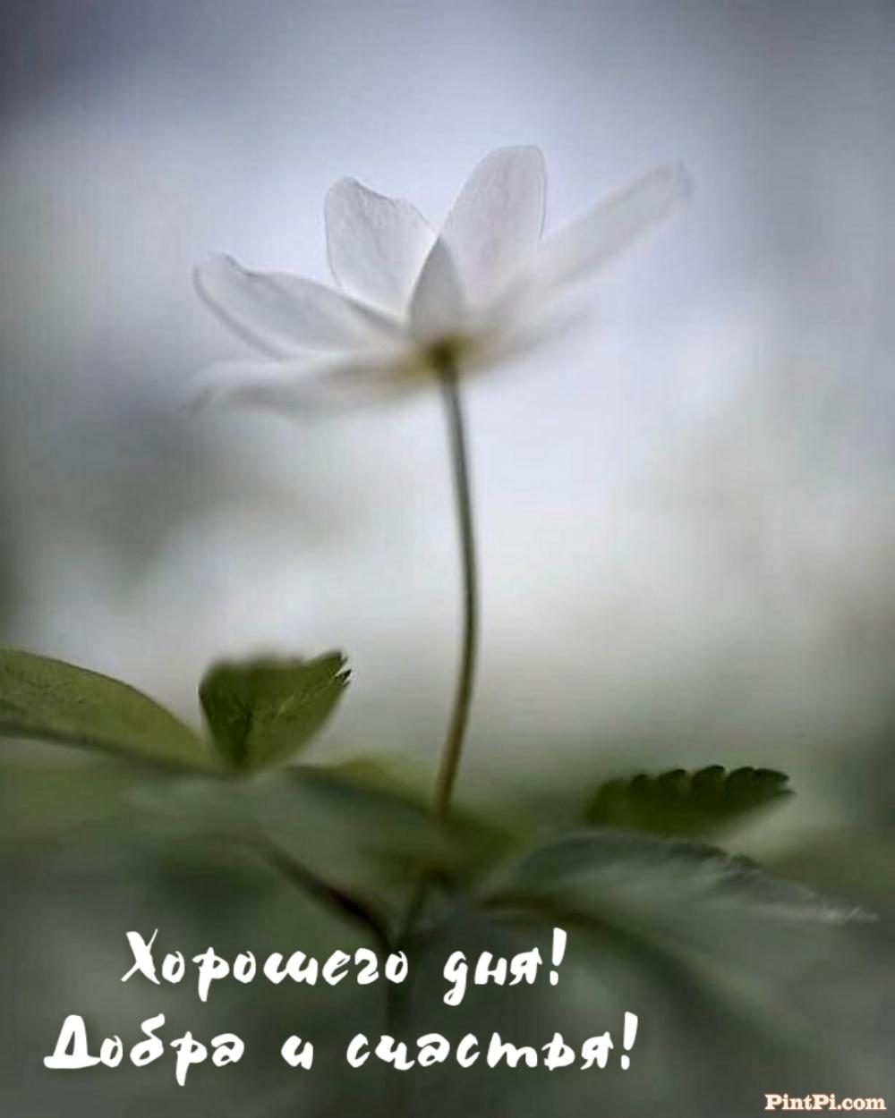 Хорошего дня! Добра и счастья!
