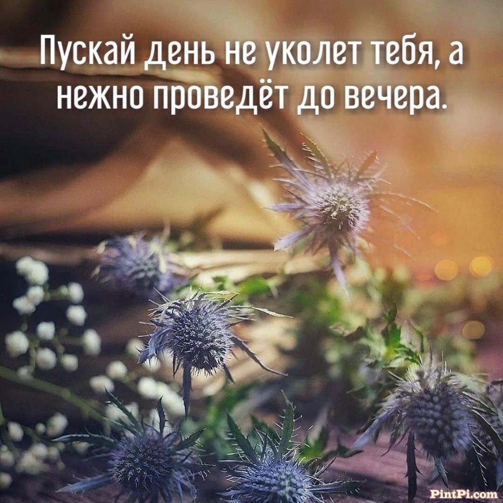 Пускай день не уколет тебя, а нежно проведёт до вечера.